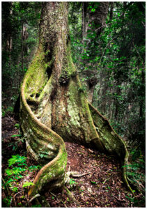 booyong tree in queensland rainforest