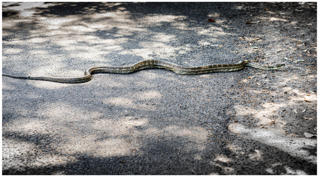 carpet python in byron bay nsw
