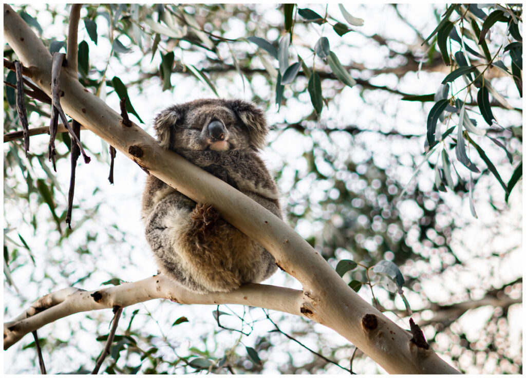 srgb-Koala-Lorne-FINAL-(c)fergusgreenimagery