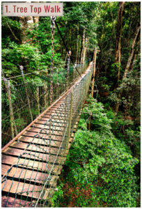 tree top bridge walk through queensland rainforest