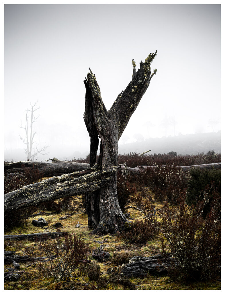 srgb-Gothic-Tree-Cradle-mountain-Final_-Fergusgreenimagery